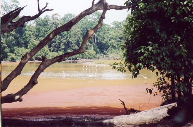 Borneo Jungle 2