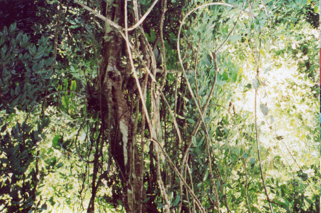 Borneo Jungle 3