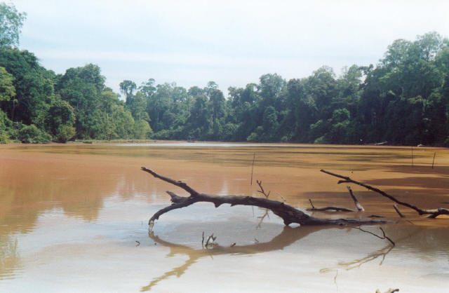 Borneo Jungle