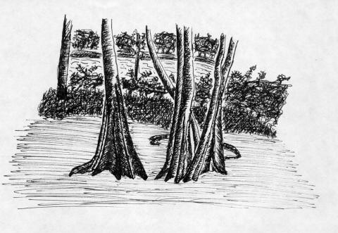 Borneo Jungle1
