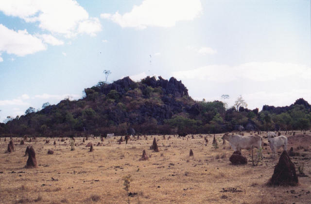 Bush
