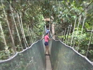 Canopi Walk 2
