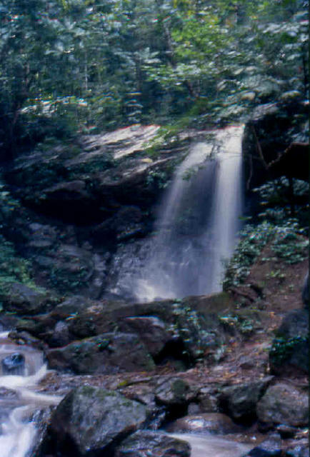Chiang Mai Jungle 2