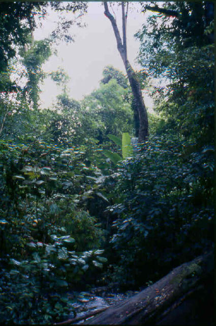 Chiang Mai jungle 3