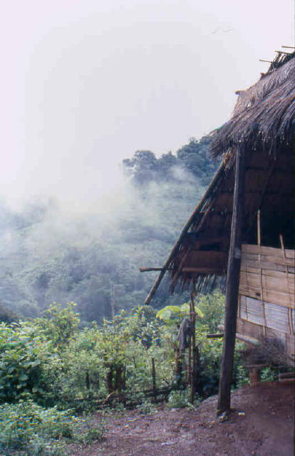 Chiang Mai jungle 4