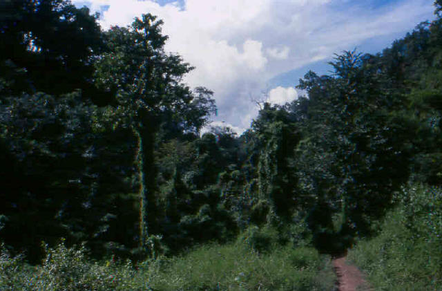 Chiang Mai jungle 8