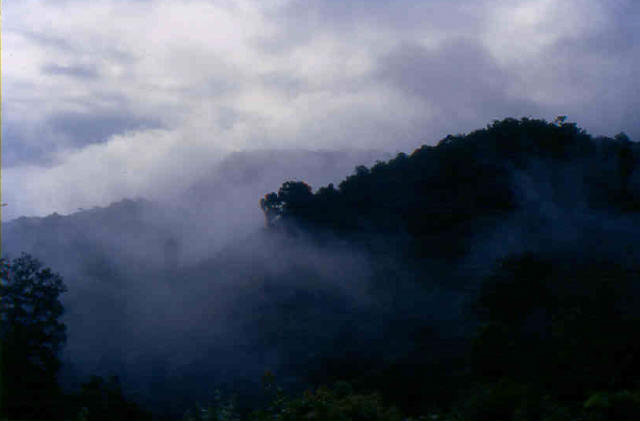 Chiang Mai jungle morning