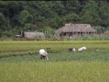 rice fields vietnam