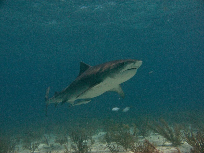 Bahamas 2009 008