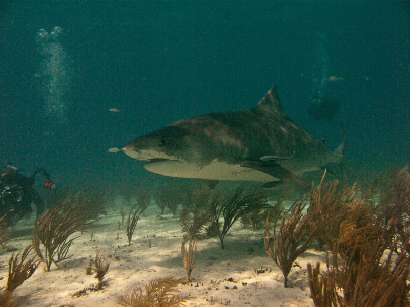 Bahamas 2009 012