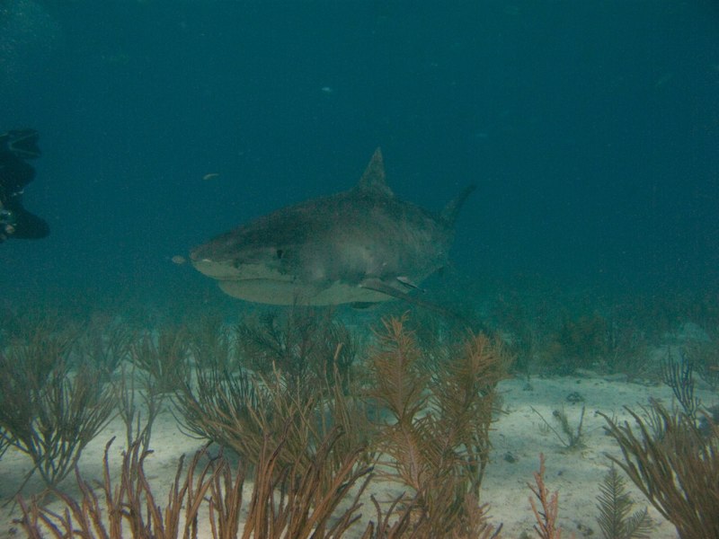 Bahamas 2009 015