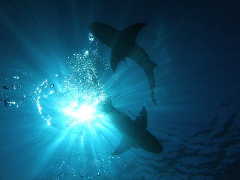 Bahamas 2009 030