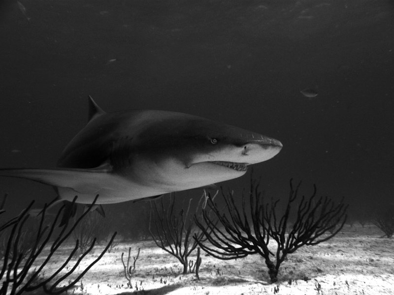 Bahamas 2009 064