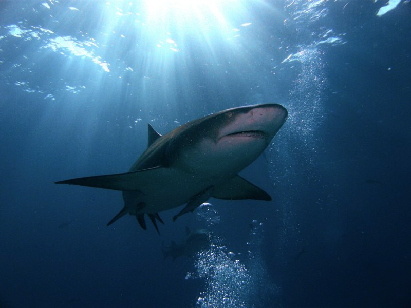 Bahamas 2009 097