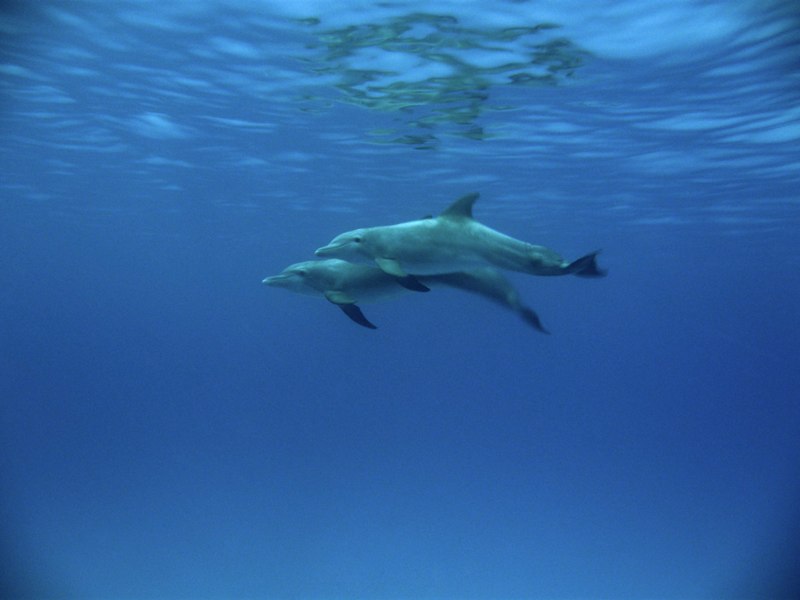 Bahamas 2009 136