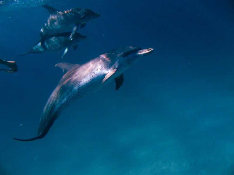 Bahamas 2009 153