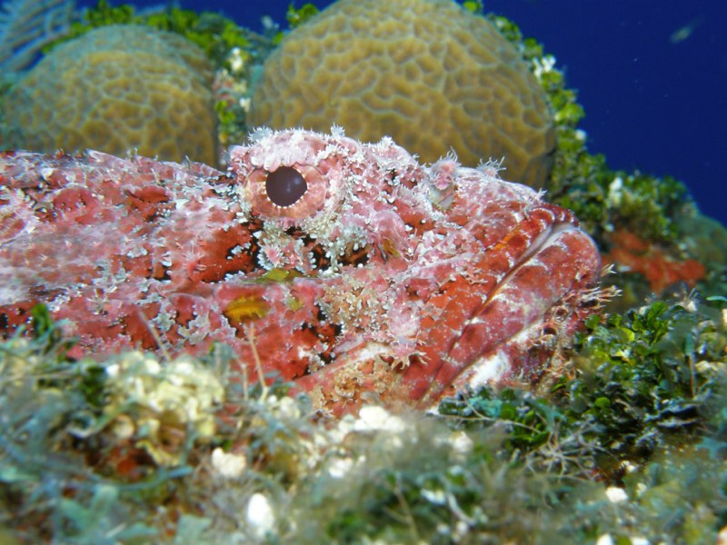 Bahamas 2009 164