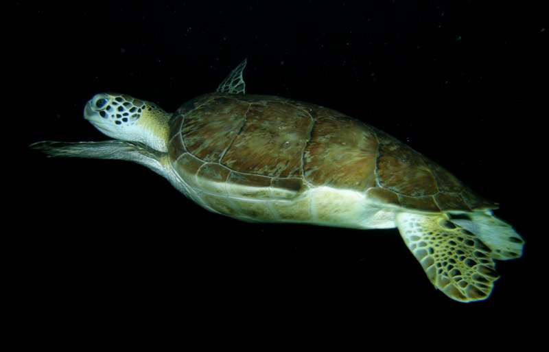 Bahamas 2009 171