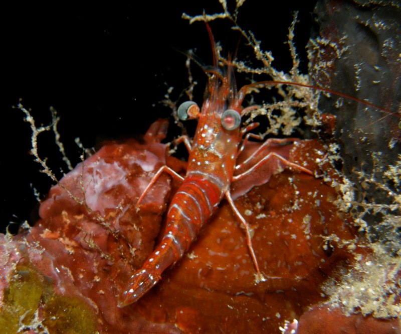 Bahamas 2009 173