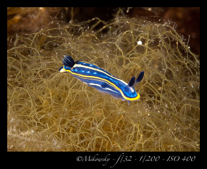 Buceo Tossa 10 Julio 2012  
