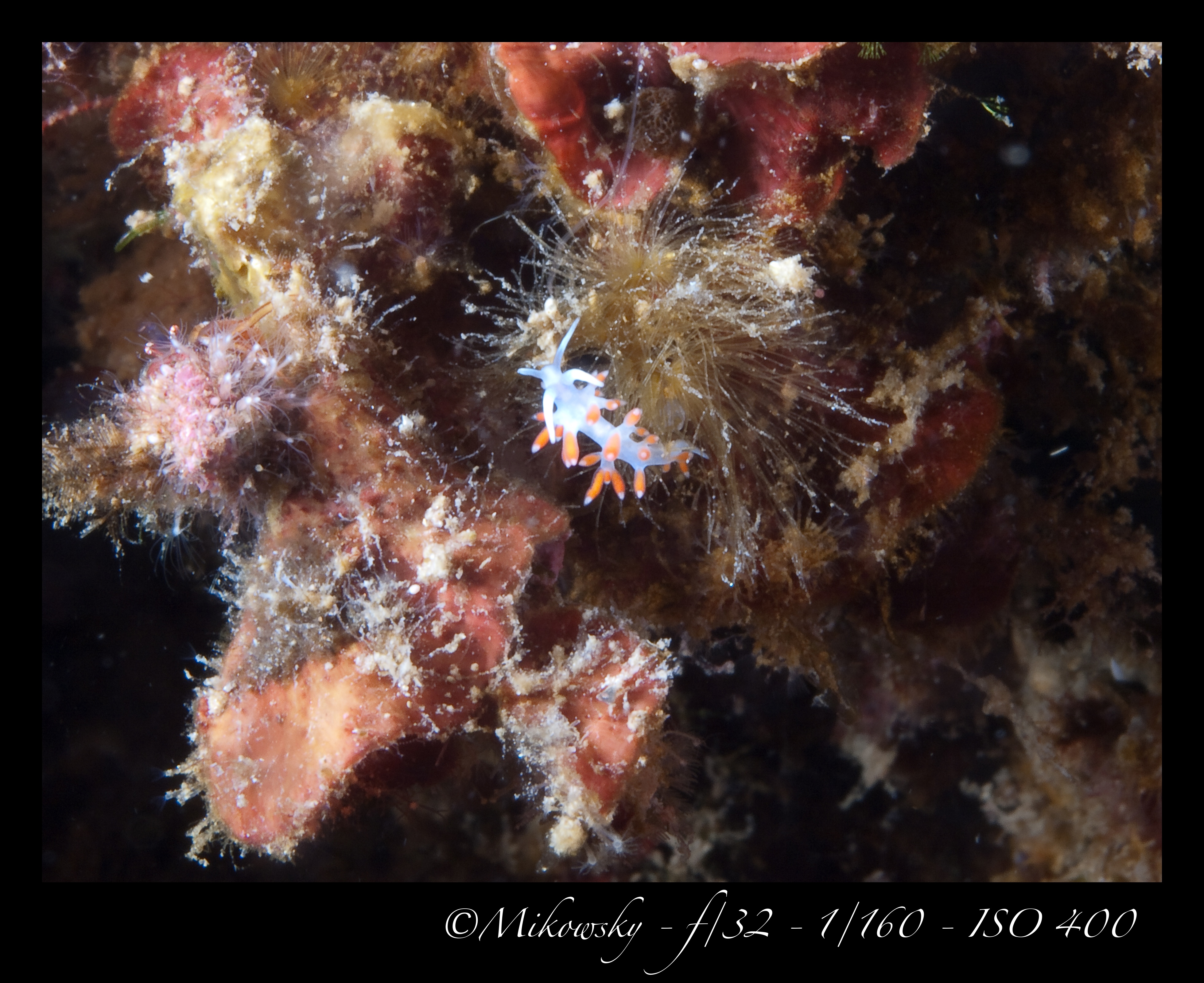 Buceo Tossa 10 Junio 2012 1