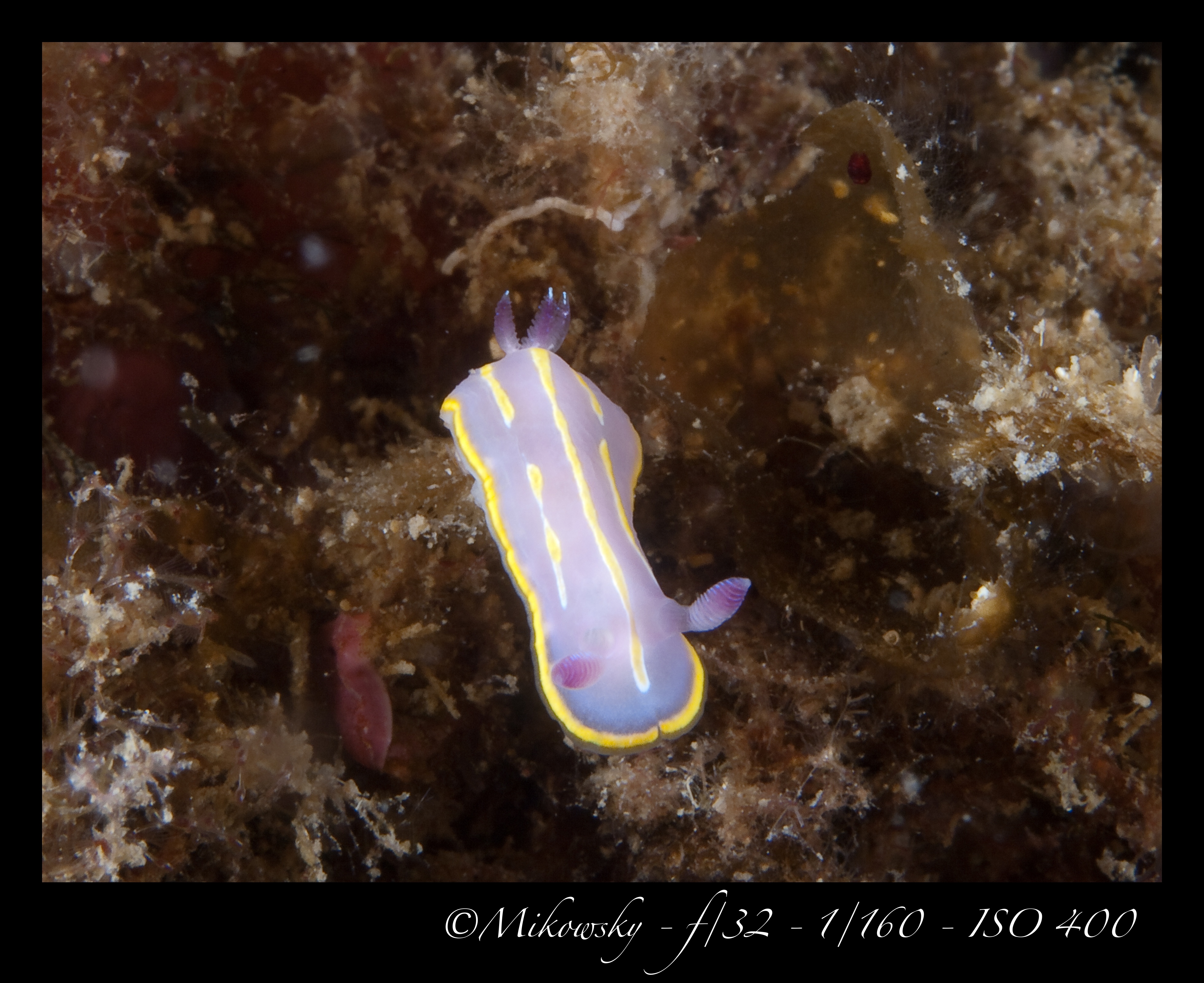 Buceo Tossa 10 Junio 2012 2