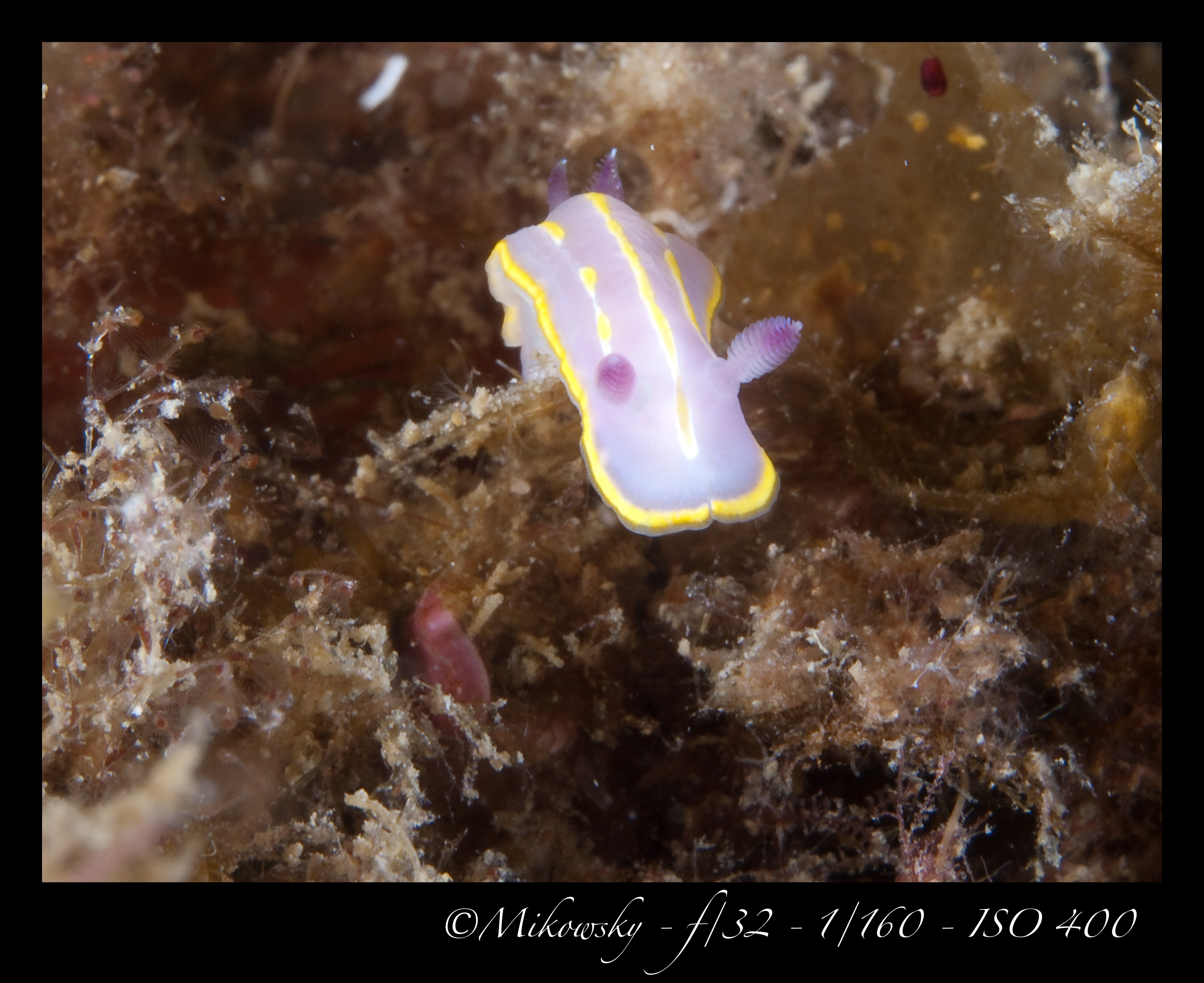 Buceo Tossa 10 Junio 2012 3