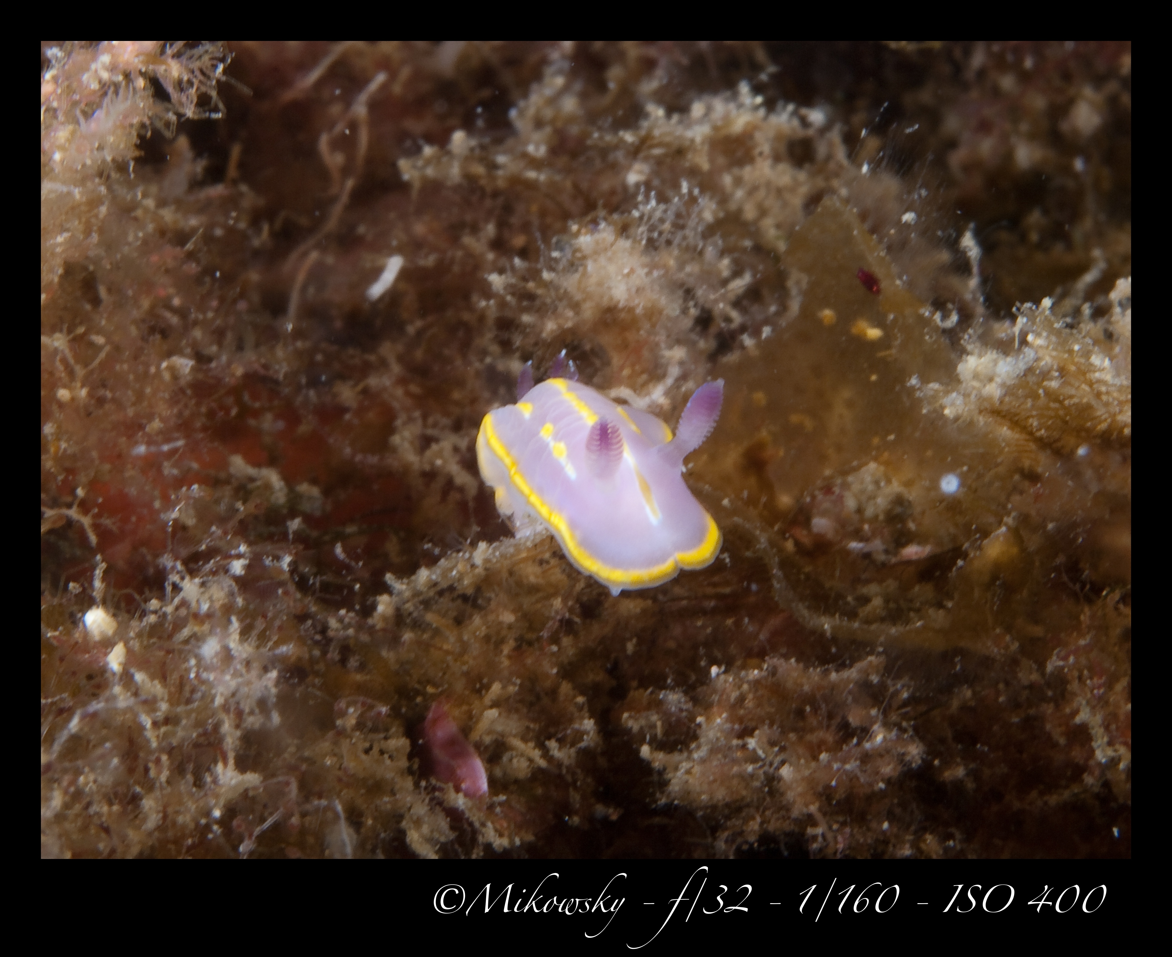 Buceo Tossa 10 Junio 2012 4