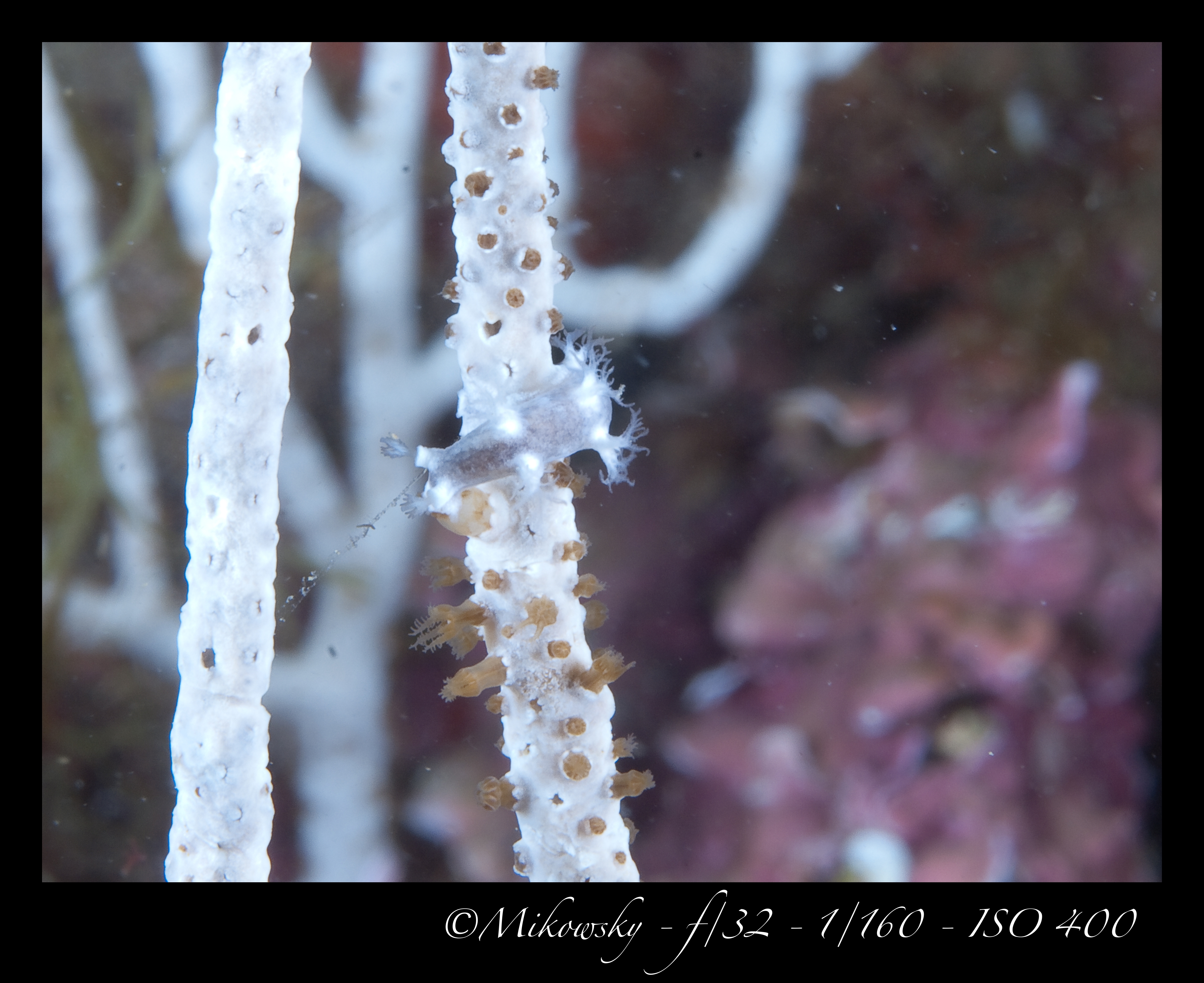 Buceo Tossa 10 Junio 2012 5