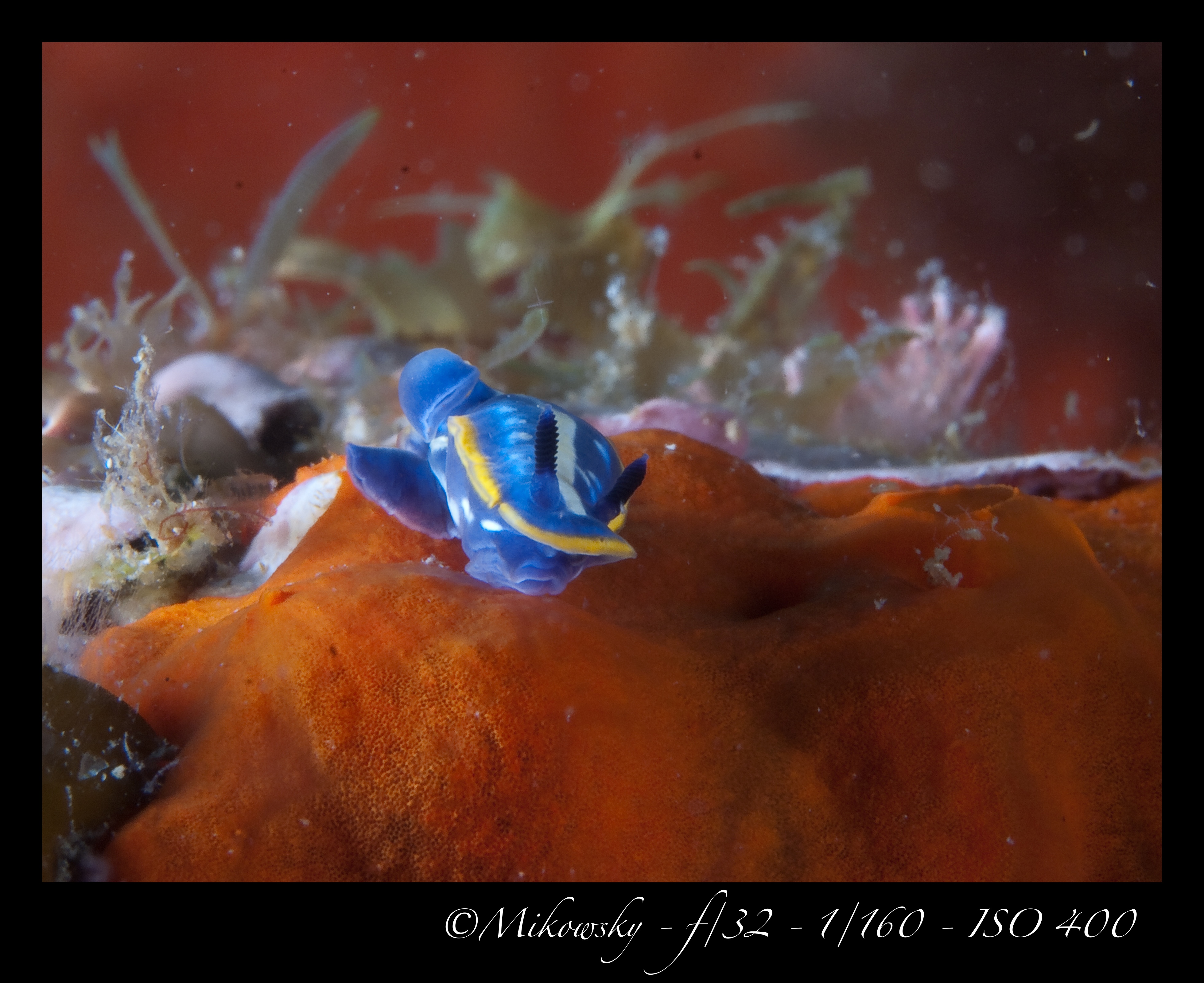 Buceo Tossa 10 Junio 2012 7