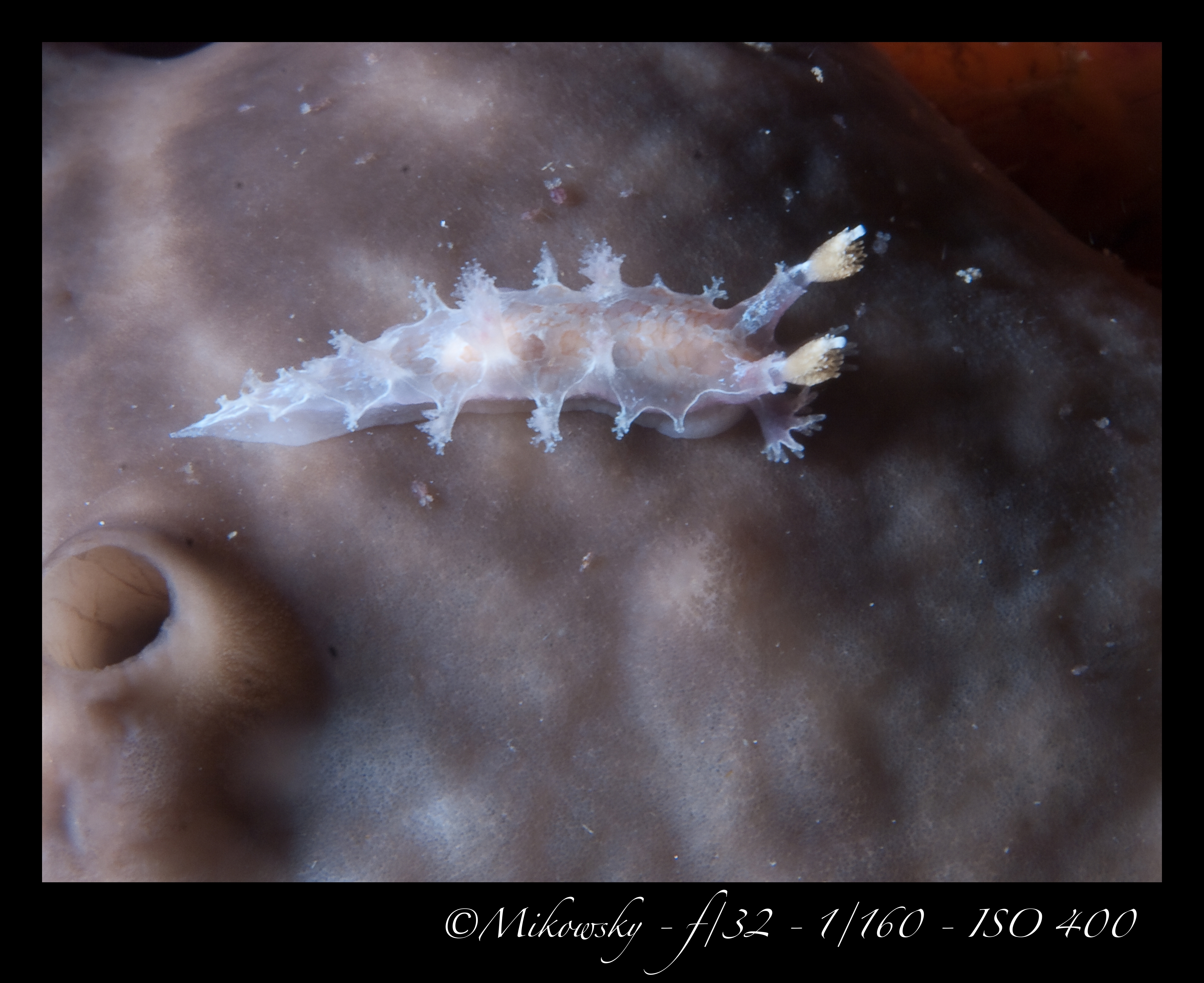 Buceo Tossa 10 Junio 2012 8