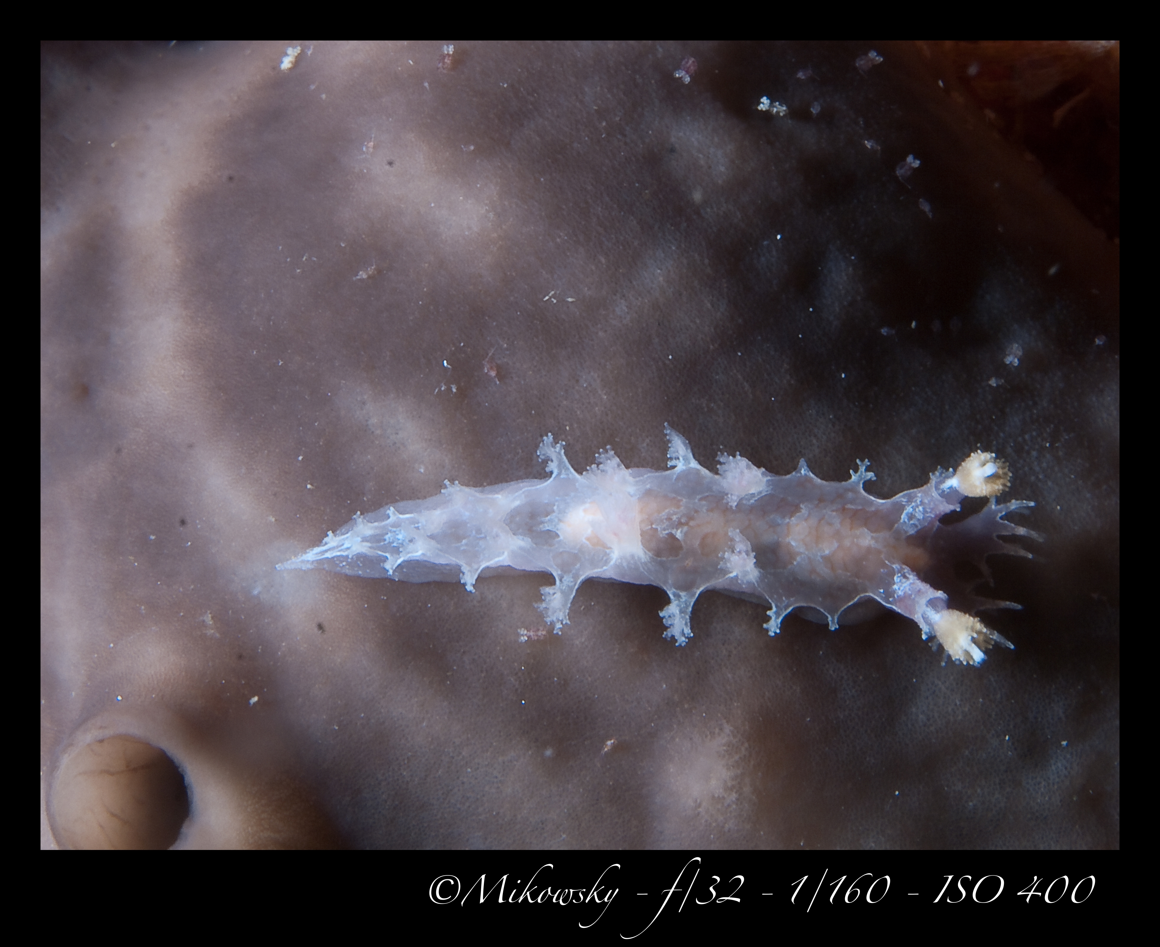 Buceo Tossa 10 Junio 2012 9