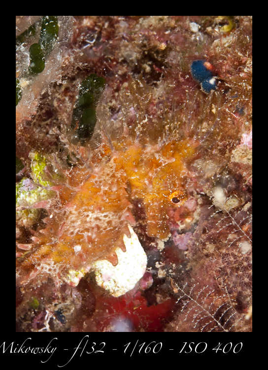Buceo Tossa 13 Julio 2012   2