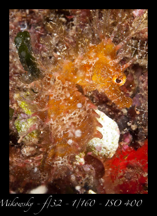 Buceo Tossa 13 Julio 2012   3