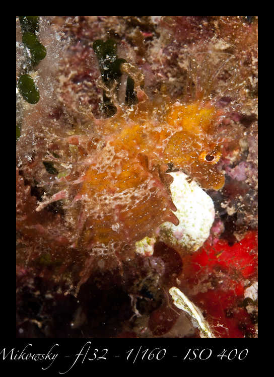 Buceo Tossa 13 Julio 2012   4