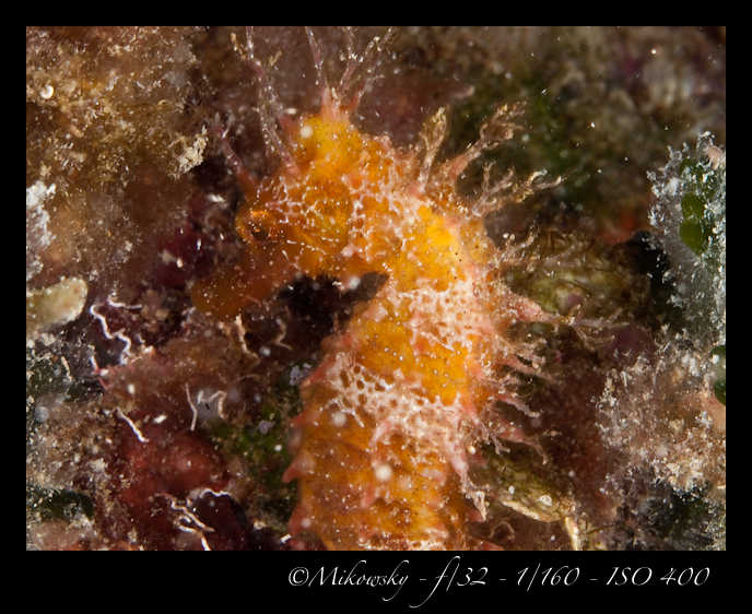 Buceo Tossa 13 Julio 2012   5