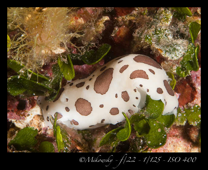 Buceo Tossa 13 Julio 2012  