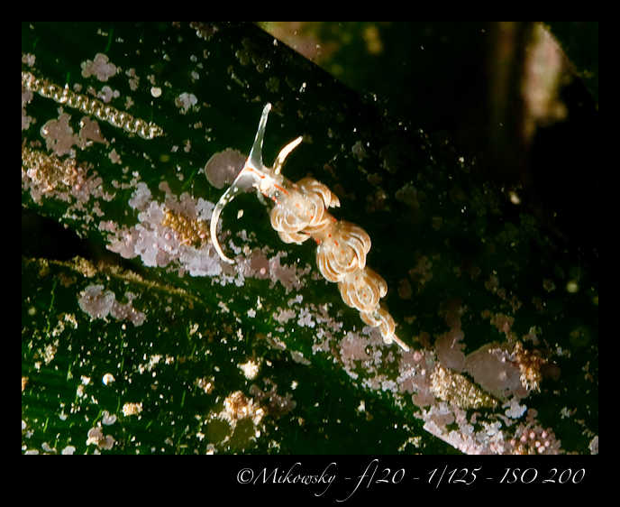 Buceo Tossa 20 Agosto 2012   3