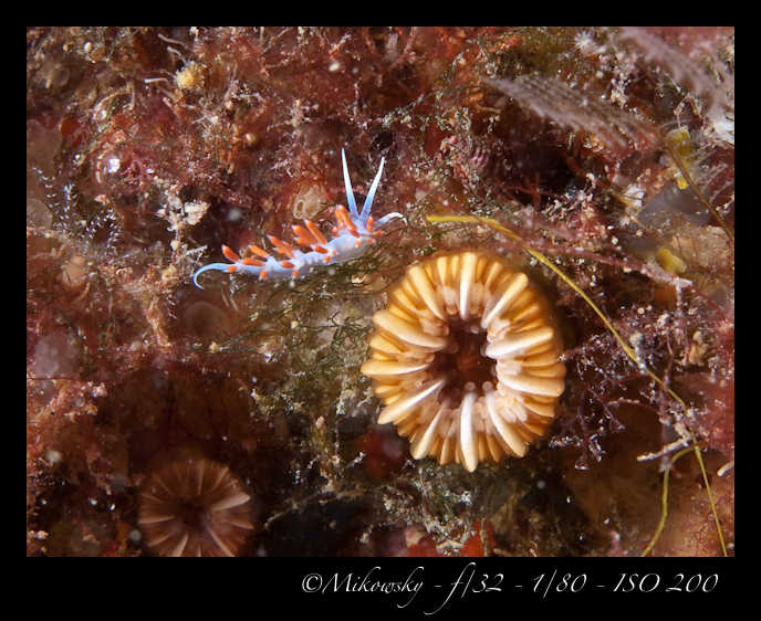 Buceo Tossa 20 Agosto 2012   5