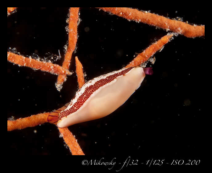 Buceo Tossa 20 Agosto 2012   6