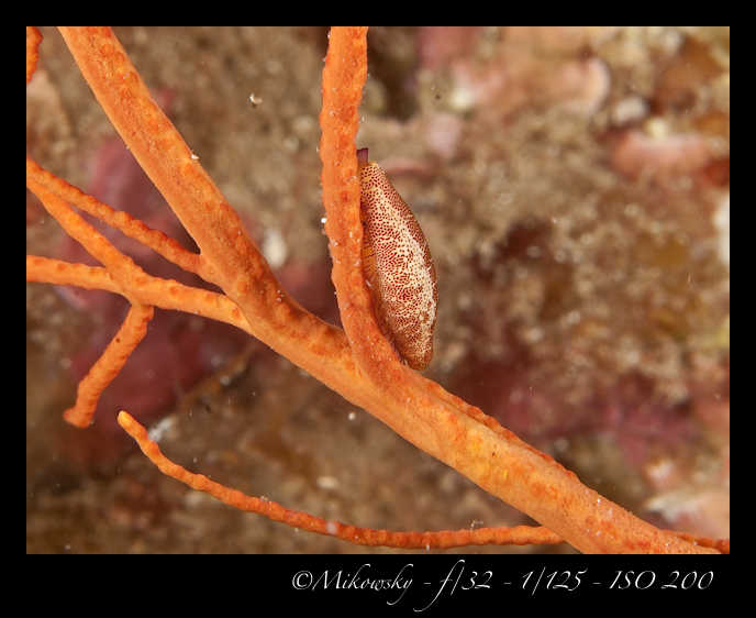 Buceo Tossa 20 Agosto 2012   7