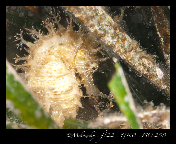 Buceo Tossa 20 Julio 2012   2