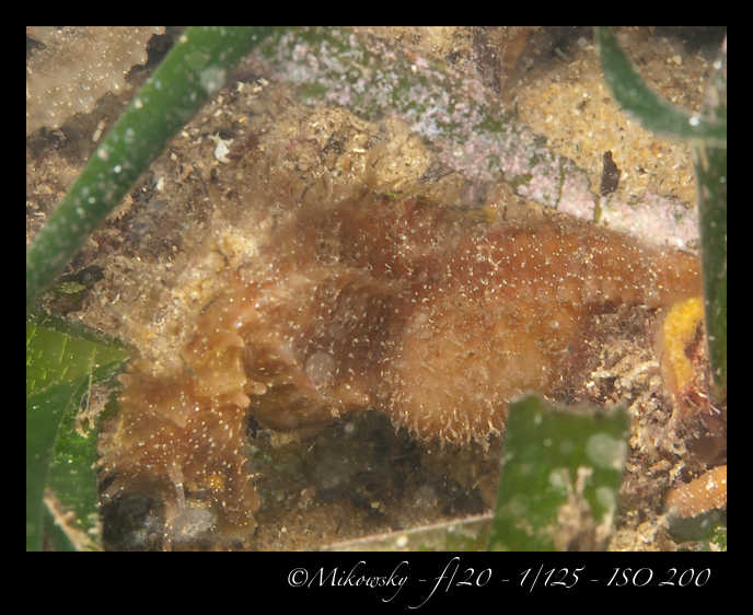 Buceo Tossa 20 Julio 2012   3