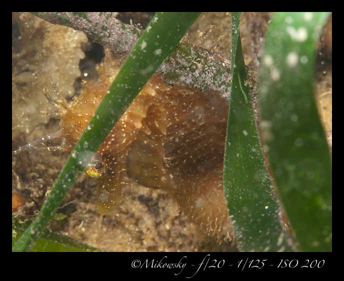 Buceo Tossa 20 Julio 2012   4