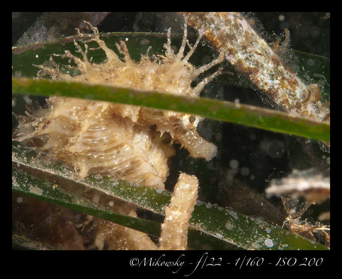 Buceo Tossa 20 Julio 2012  