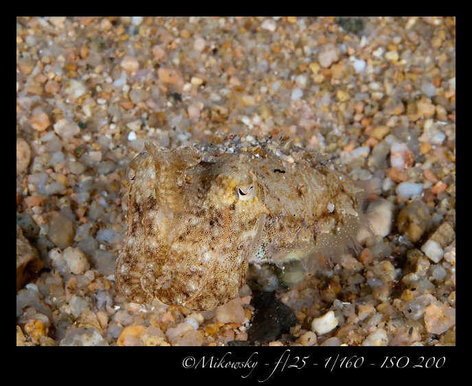 Buceo Tossa 21 Julio 2012   1