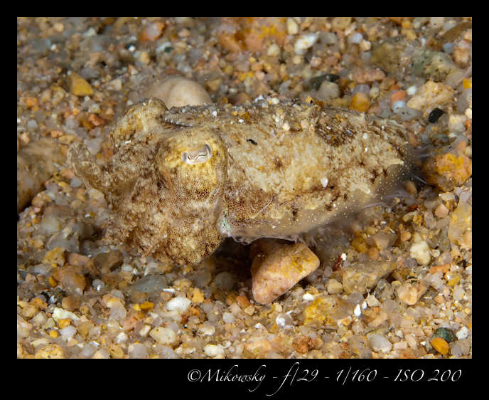 Buceo Tossa 21 Julio 2012   2