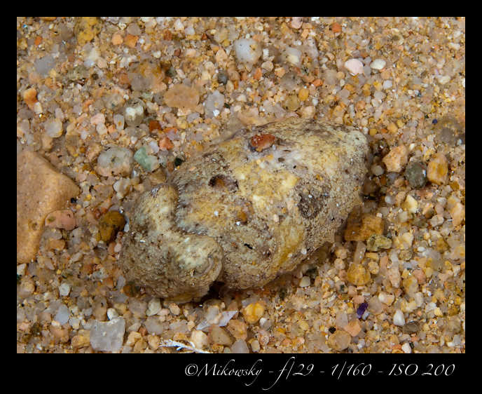Buceo Tossa 21 Julio 2012   3