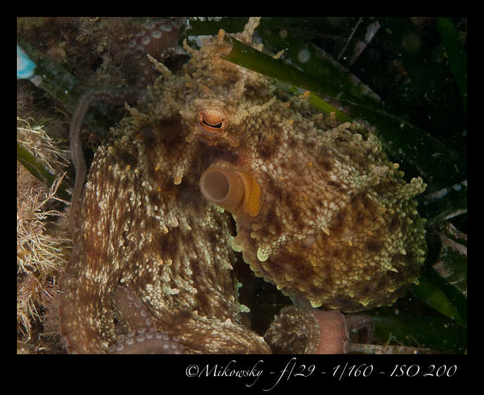 Buceo Tossa 21 Julio 2012   4