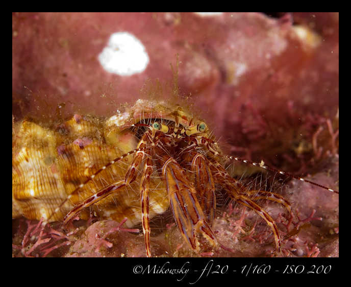 Buceo Tossa 21 Julio 2012   5
